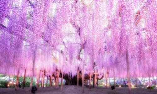 Ashikaga flower